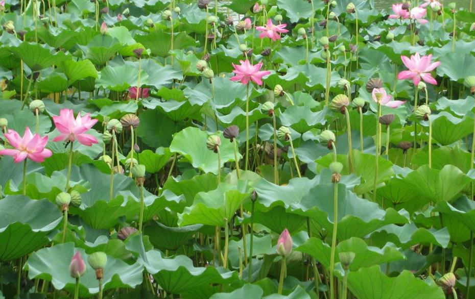 莲子采摘视频教程,莲子种植的正确方法