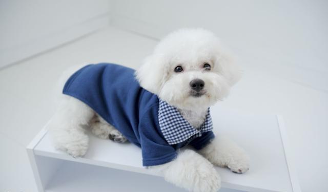 谨记饲养比熊犬这5件事不可做,饲养比熊犬的六大注意事项