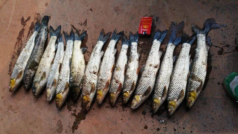 槌￠奔鍜岃崏楸煎摢涓姏姘斿ぇ,鑽夐奔璺熼场楸煎摢涓姏姘斿ぇ