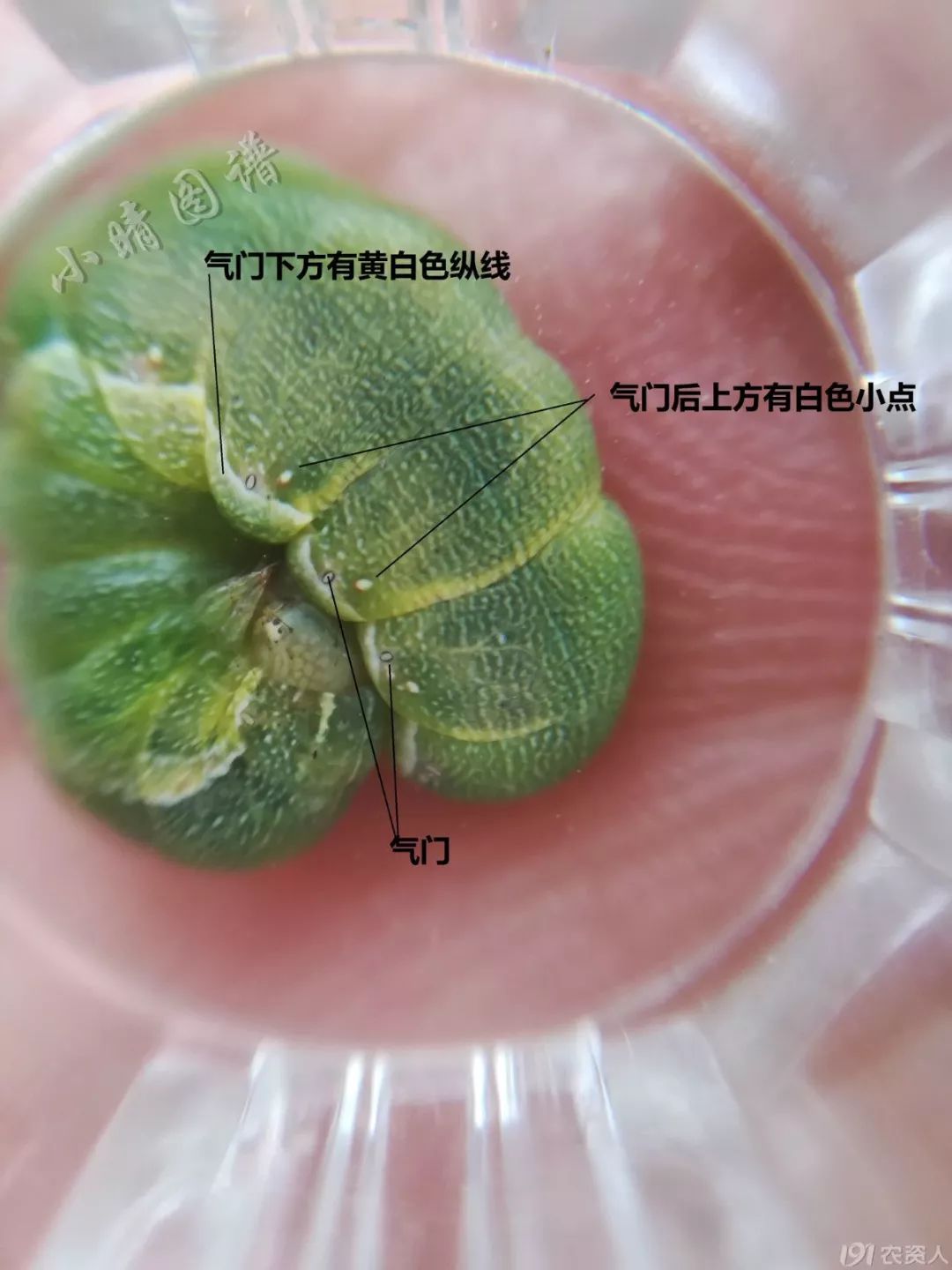 北方可食用的大绿虫子,可食用大绿虫子