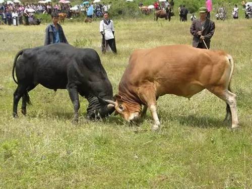宁可错过世界杯也不要错过云南的火把节！
