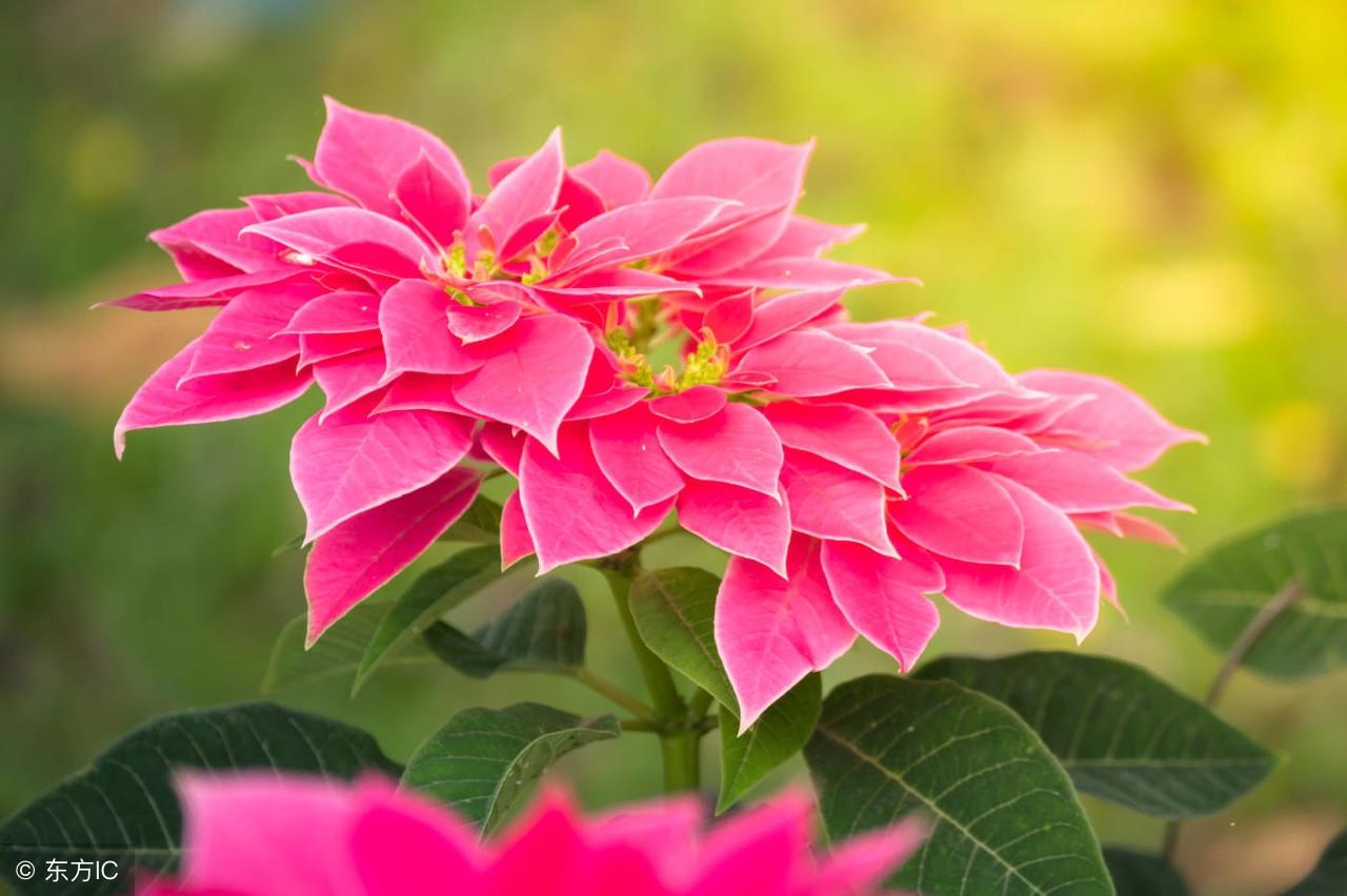 为了生个孩子，老宋把腰给扭了！