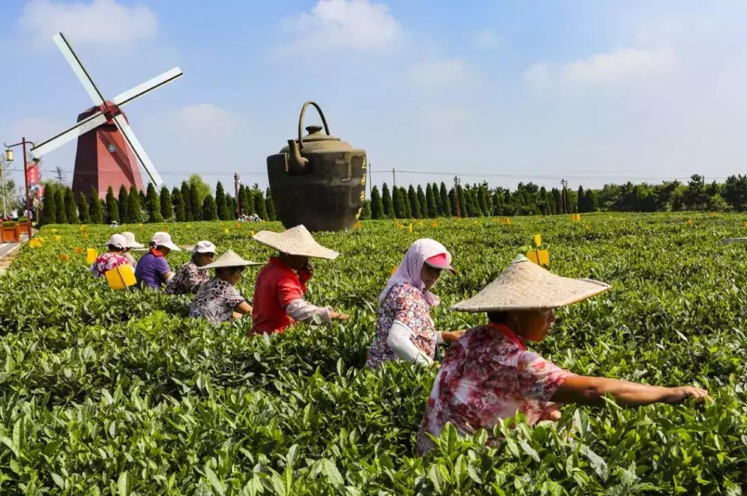 2018中国五莲·海青首届茶山自行车拉力赛在海青圆满落幕!