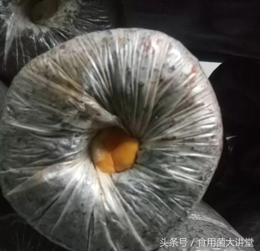 食用菌工厂化生产污染最祸首链孢霉，看是如何预防和治疗，你咋看