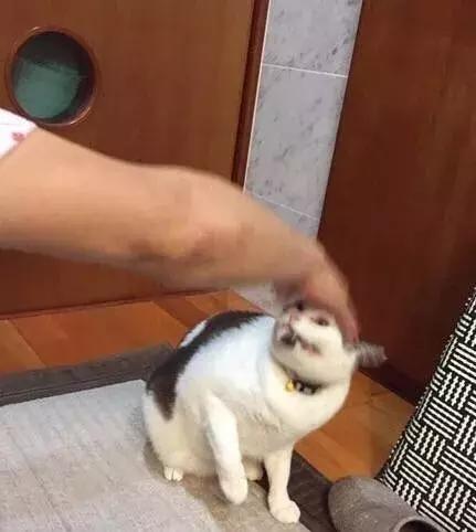 公猫总追着咬母猫怎么回事,家里的公猫为什么追着母猫打