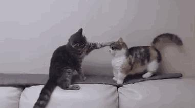 公猫总追着咬母猫怎么回事,家里的公猫为什么追着母猫打