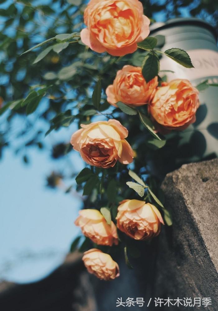 别再被骗了，木木教你如何区分月季、玫瑰、蔷薇