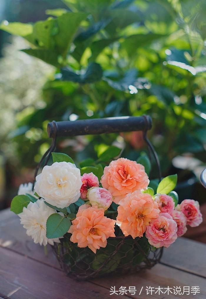 别再被骗了，木木教你如何区分月季、玫瑰、蔷薇