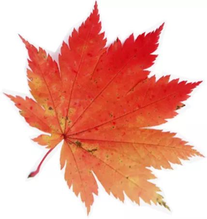 肾病患者午餐,肾病膳食宣教