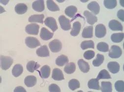 全城通缉最高的犯罪分子,全城通缉谁是凶手