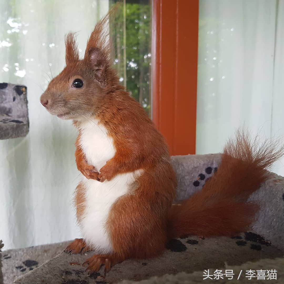 宠物松鼠到底有没有病,宠物松鼠兔的日常