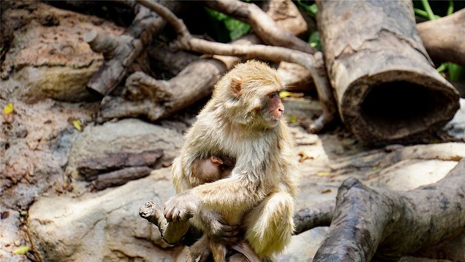 带小孩去长隆欢乐世界畅玩一天,暑假带娃去广州长隆野生动物世界