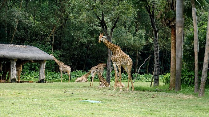 带小孩去长隆欢乐世界畅玩一天,暑假带娃去广州长隆野生动物世界