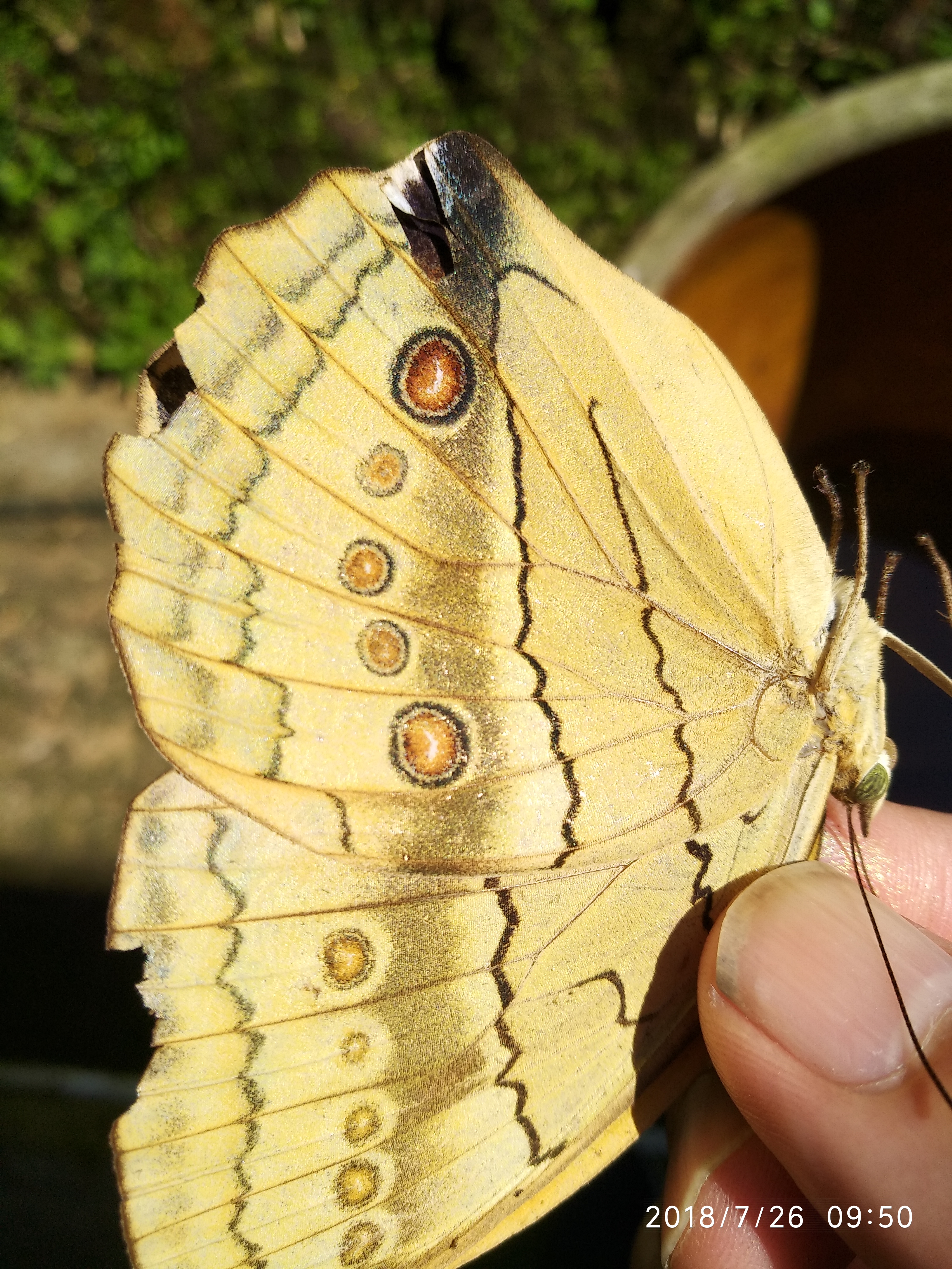 飞翔着的天使,飞翔者的幸福