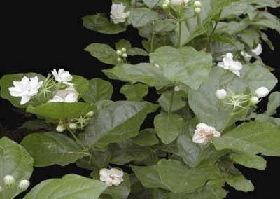 盘点各国的国花是什么,世界各国的国花你都认识吗