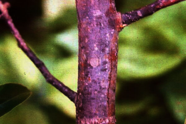 梨树枝条变黑枯死啥病,梨树枯死了还可以修枝吗