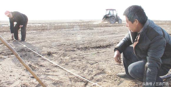 水稻田改种旱田最适合种什么,水田改旱田种什么作物好