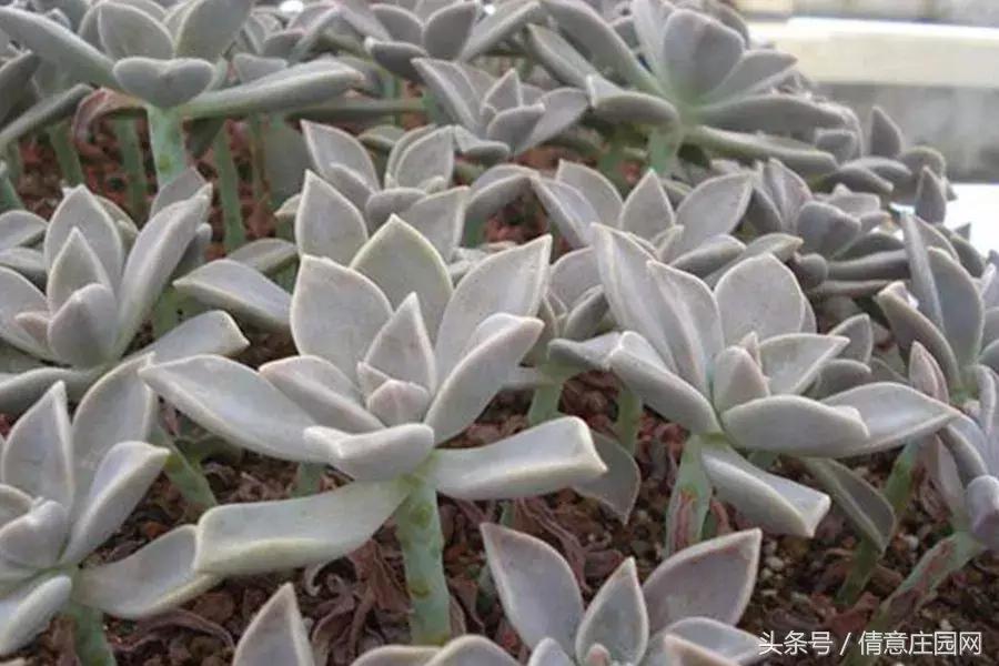 多肉到底可不可以吃,所有多肉都可以吃吗