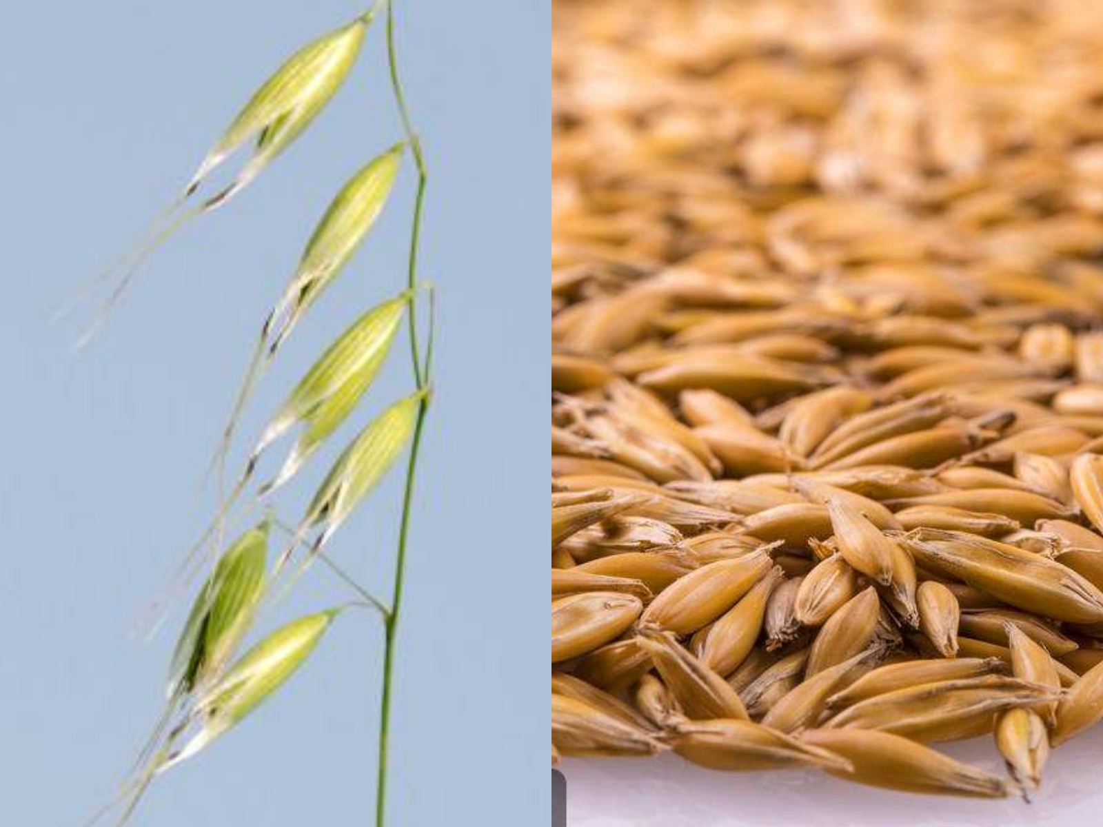 从马饲料到美食,燕麦的两次华丽转身