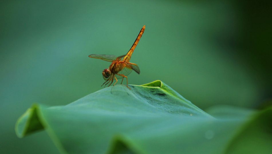 描写蜻蜓飞舞的优美诗句,描写蝴蝶蜻蜓飞舞的夏日诗句
