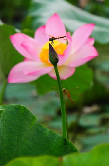 描写蜻蜓飞舞的优美诗句,描写蝴蝶蜻蜓飞舞的夏日诗句