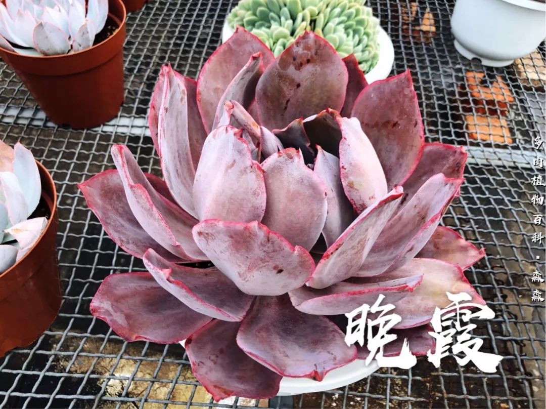 养多肉的佛系小生：愿做菩萨那朵莲！