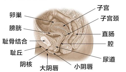 你是怎么来到这个世界的，不信你不好奇……｜认识身体