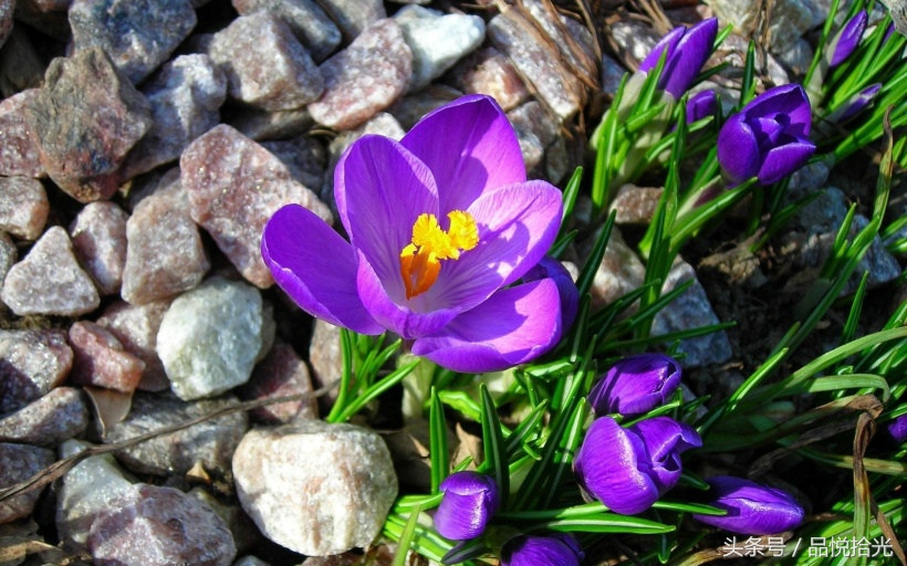 淡淡的日子静静的过,淡淡的日子淡淡的过什么意思