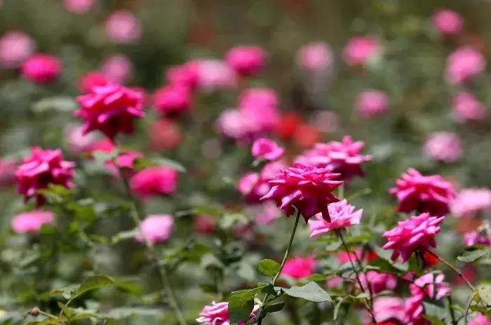 对不起，我劝你千万别去从化，不然会后悔……