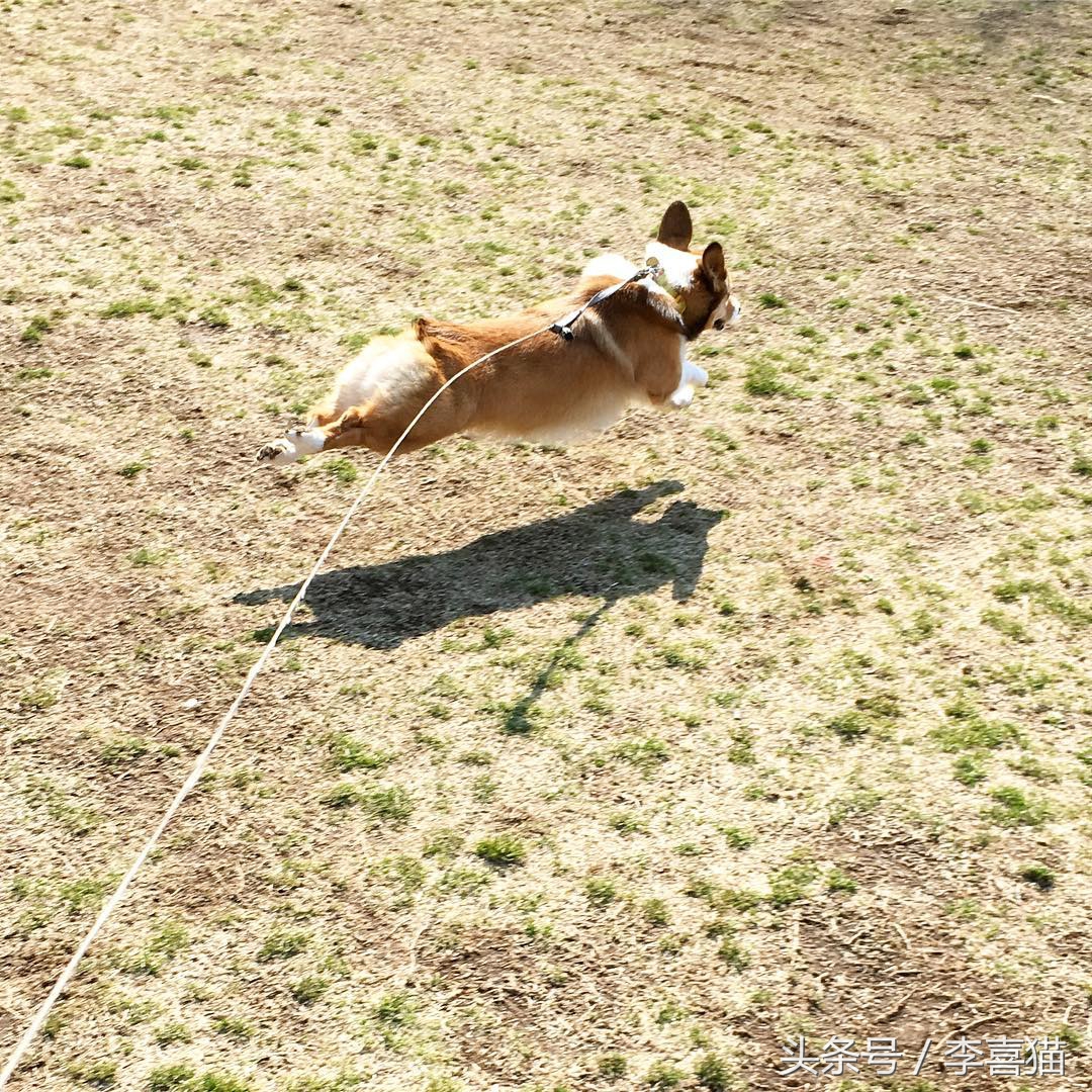 不要小瞧人家柯基的小短腿,柯基撞到了腿一瘸一拐还能跑