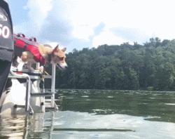 不要小瞧人家柯基的小短腿,柯基撞到了腿一瘸一拐还能跑