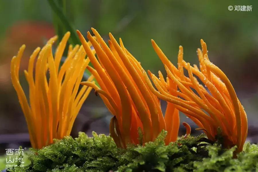 那些名字带有“假”字、“拟”字的生物