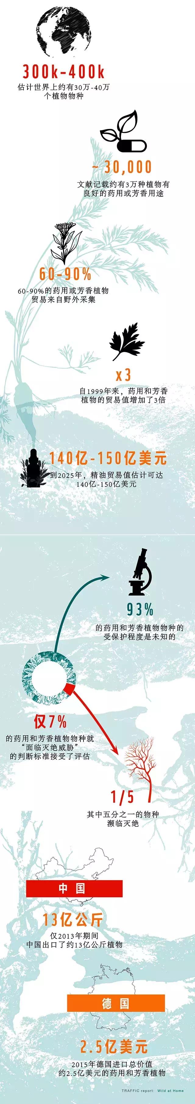 杯中的凉茶，唇上的口红，那些隐藏在生活中的野生植物