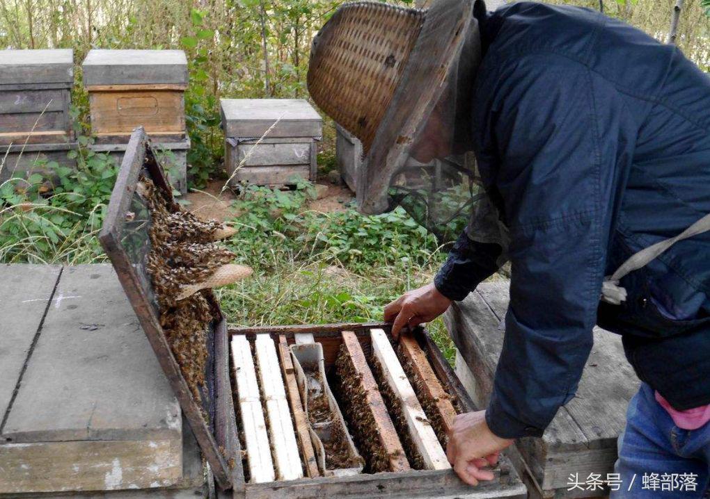 蜜蜂养殖如何让蜜蜂自己进蜂箱,蜜蜂养殖学会这些养蜂技巧