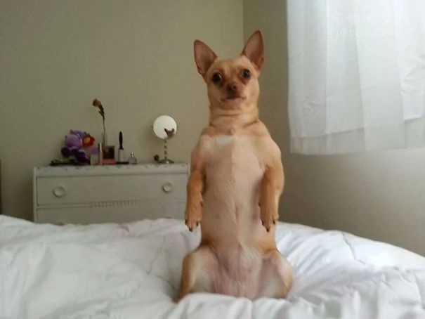 宠物绝育手术一般有哪些项目,宠物必须要做绝育吗