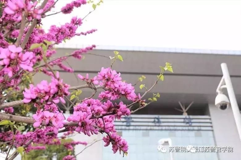 pick苏警院的n+1个理由(法律系在等你)