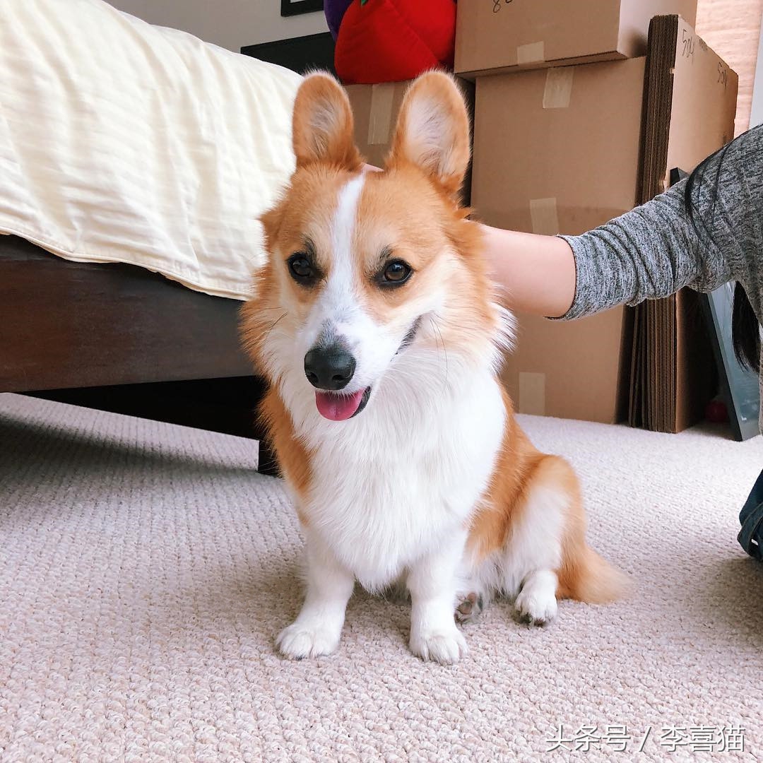 狗狗有七十二般变化，养一只就像开了一家动物园