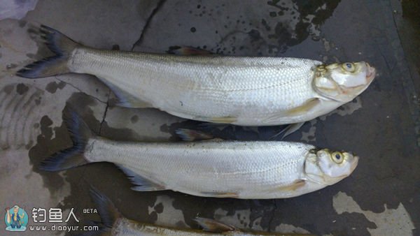 常见淡水鱼类介绍,比较常见的几种淡水鱼区别