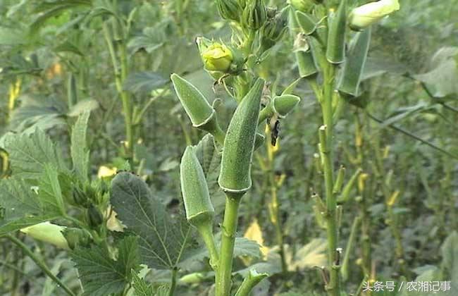 农村姑娘创业好做吗视频,农村姑娘创业一年能挣多少钱