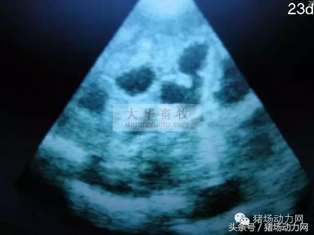 母猪b超图像如何看,怀孕100天的母猪b超影像