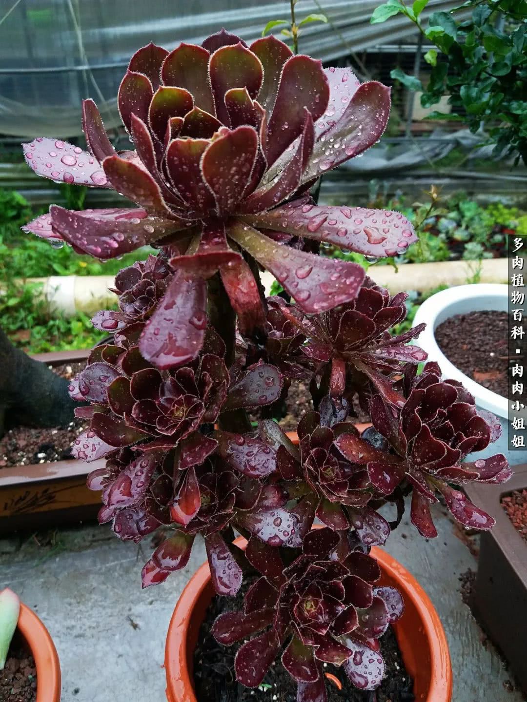 爱“肉”的川妹子入了巨坑！终于把爱好变成了事业！