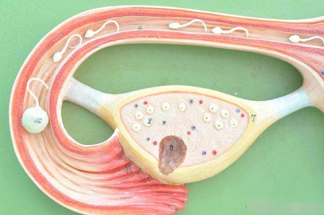 女人“排卵”时，身体有感觉吗？或许你该抓住这3个“信号”！