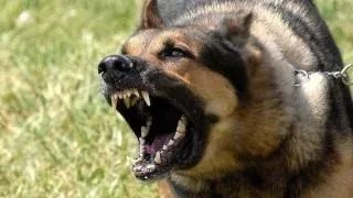 狗咬了没破皮没出血要打疫苗吗,被狗咬了轻微出血要不要打疫苗