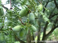 东阳中国木雕城分布图,东阳木雕工艺品价目表