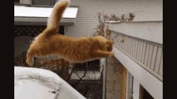 猫咪受伤怎么处理铲屎官要了解,猫主子受伤消毒