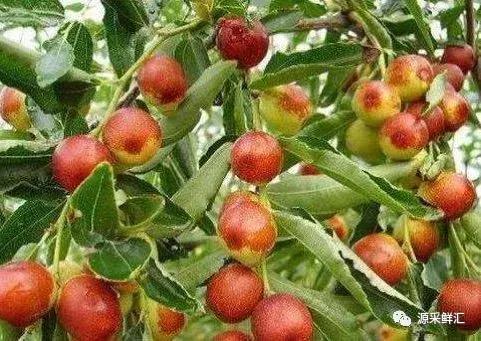 大荔冬枣知识大全,大荔冬枣功效作用