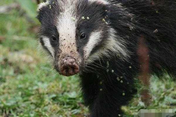 非洲蜜獾天不怕地不怕，我国这三种也不是吃素的，金刚狼原型是它
