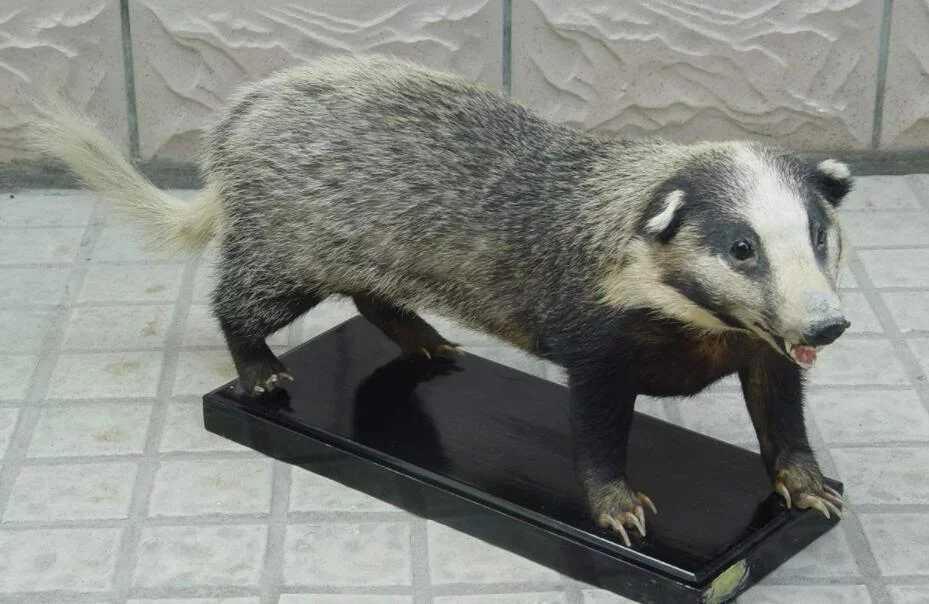 非洲平头哥勇猛无比，它的*亲近**在我国多达三种，一种是金刚狼原型