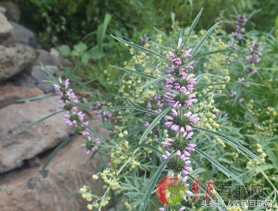 农村的益母草是咋样的,农村采摘的益母草喝有啥好处