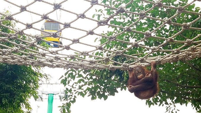 长隆广州野生动物园带娃游玩攻略,一大一小亲子游长隆野生动物园